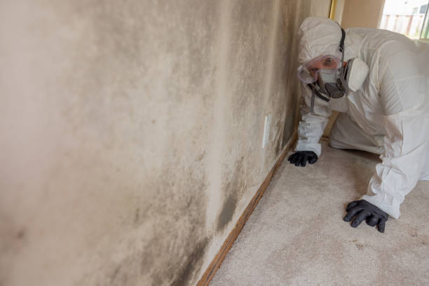 Best Asbestos and Lead Testing During Mold Inspection  in Elm Creek, NE