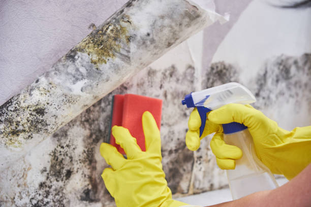 Best Mold Odor Removal Services  in Elm Creek, NE